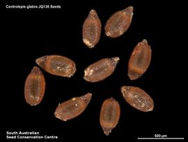   Seeds:   Centrolepis glabra ; Photo by South Australian Seed Conservation Centre, used with permission
